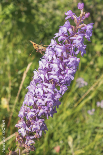 Orchid  es du Bugey