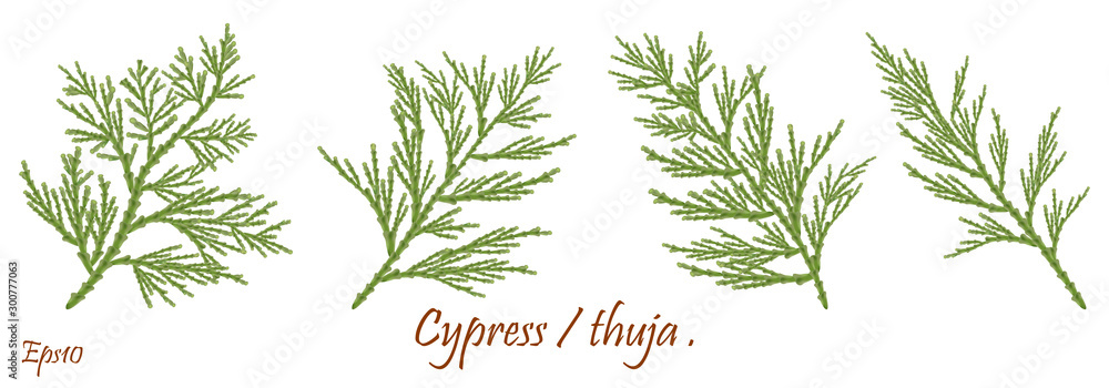 green cypress branch with cones. Cypress twig with growing cones isolated on white background. Cupressus.Eps 10 - obrazy, fototapety, plakaty 