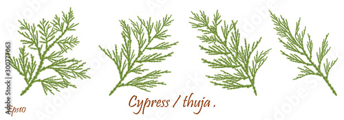 green cypress branch with cones. Cypress twig with growing cones isolated on white background. Cupressus.Eps 10 photo