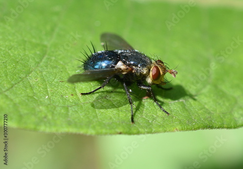 Tachinid Fly on leaf