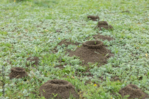 Anthill on a background of fresh greenery. Details of the wild life of ants. photo