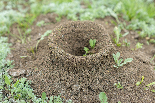 Anthill on a background of fresh greenery. Details of the wild life of ants. photo