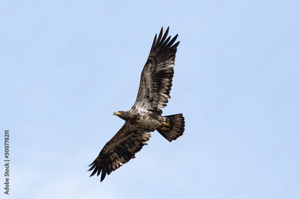 Naklejka premium A juvenile American Bald Eagle in flight.
