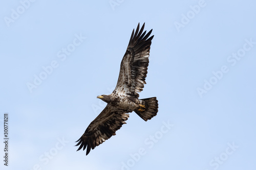 A juvenile American Bald Eagle in flight.