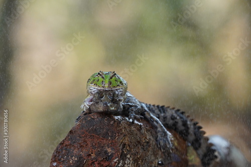 Bild auf Leinwand Croco and toad