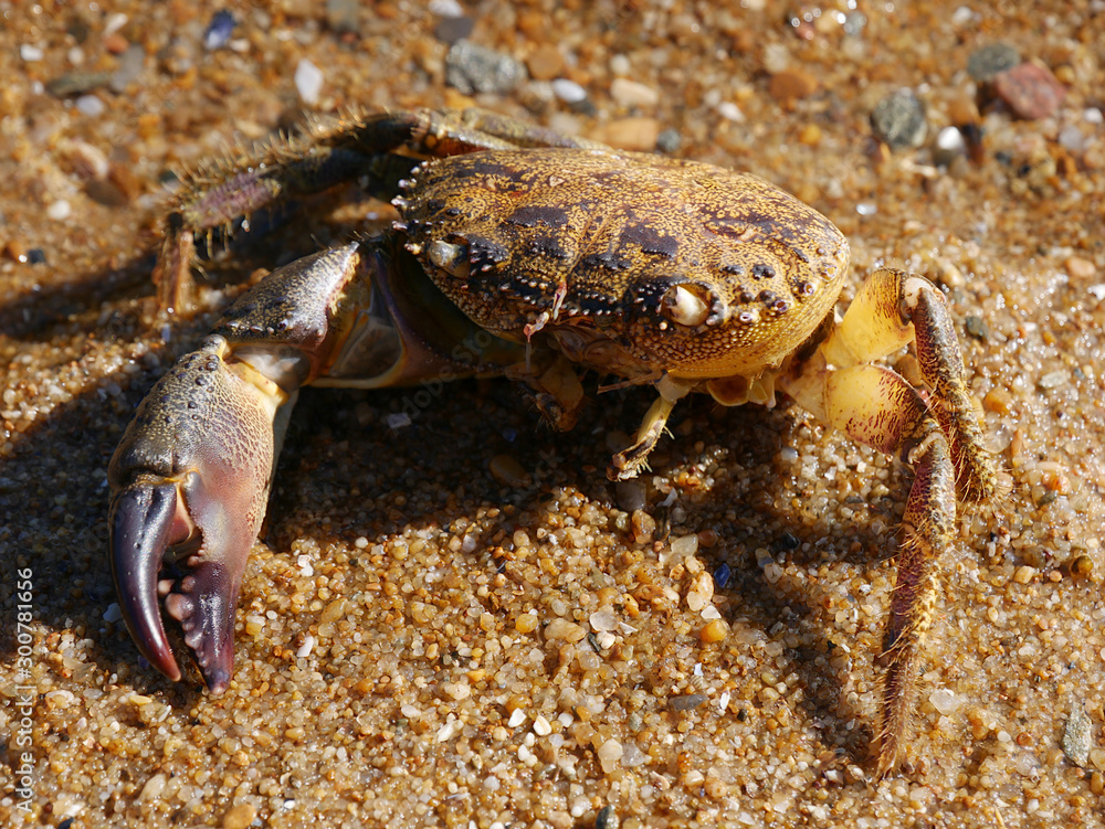 crabe a grosse pince