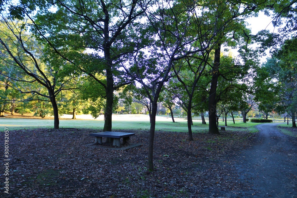 秋　夕方　風景　公園　杤木