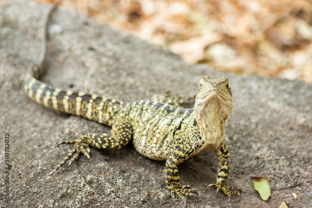 Naklejka premium Eastern Water Dragon