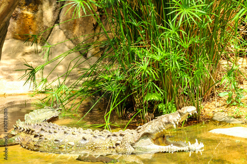 Crocodile in the Water