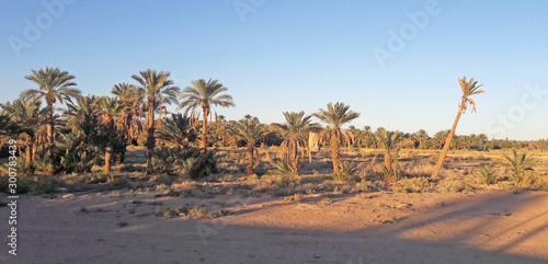 palm trees and mountains in the oasis of Figuig in the East of morocco