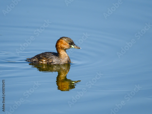 Little Grebe with Reflection Swimming