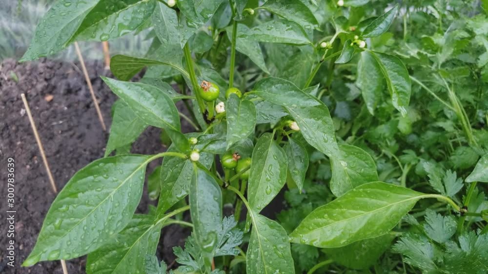 Home gardening - Close up of blooming small hot red pepper plant in small garden bed in back yard. Home gardening - Close up of blooming small hot red pepper plant in small garden bed in back yard.