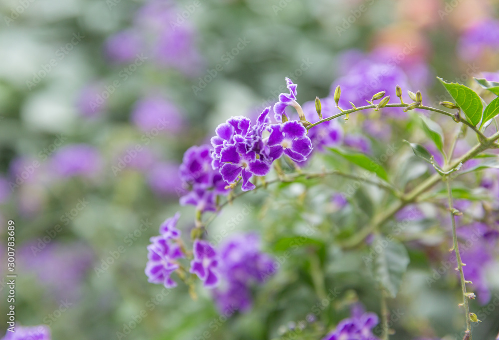 Blooming purple flowers close-up fake forsythia,Duranta repens L. Blooming purple flowers close-up fake forsythia,Duranta repens L.