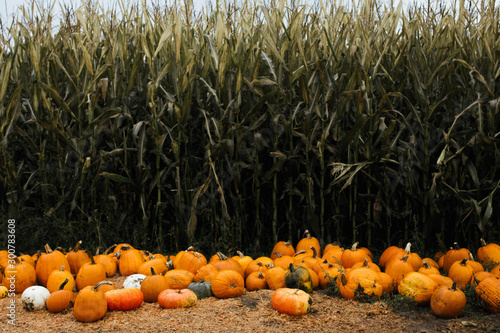 Corn Maze