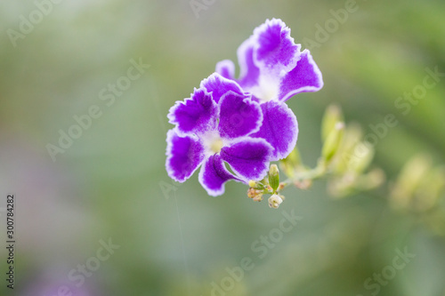 Blooming purple flowers close-up fake forsythia   Duranta repens L.
