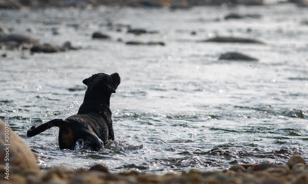 Are Rottweilers Good Water Dogs