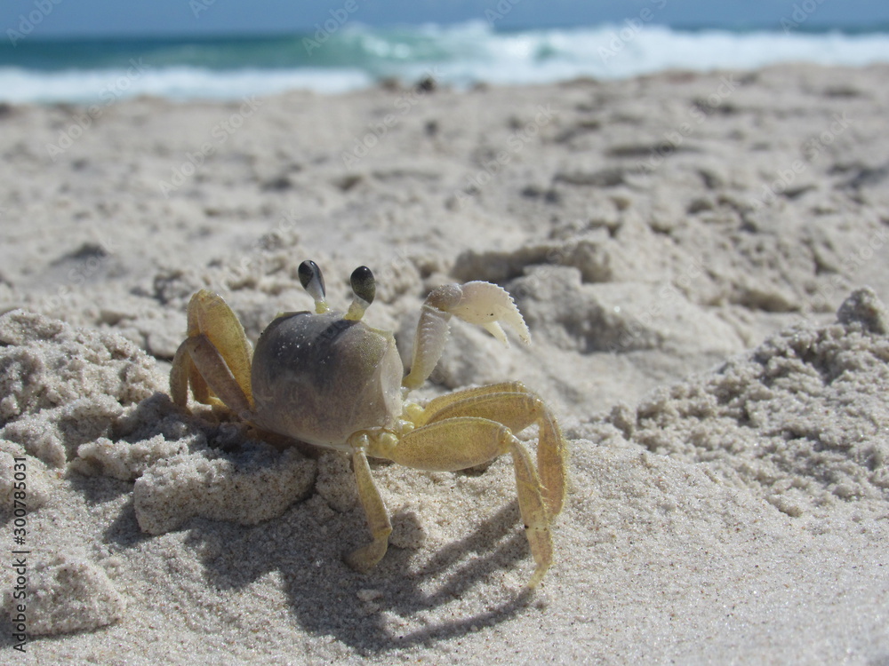 Siri en la arena de Brasil
