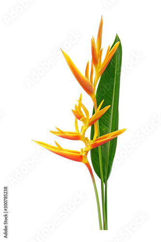 Heliconia flower isolated on white background. Ornamental flowers, Heliconia ( Heliconia x nickeriensis) a great heliconia for cut flowers, a hybrid between H.marginalia and H. psittacorum.