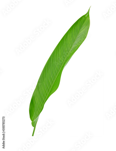 Green leaf isolated on white background. Heliconia leaf  tropical ornamental evergreen leaf.