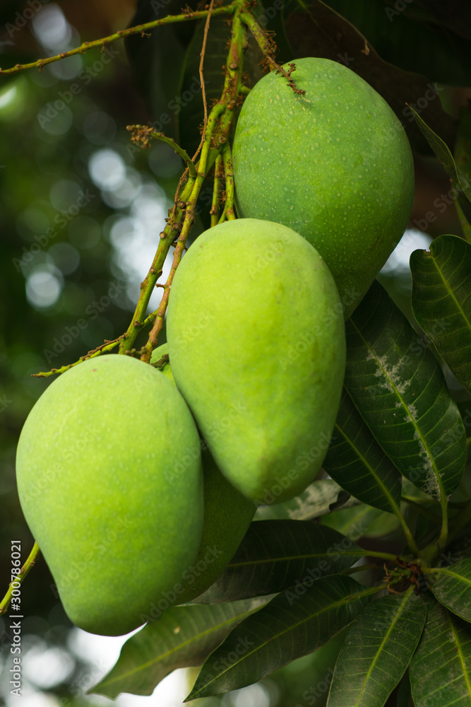 Green Mango on tree