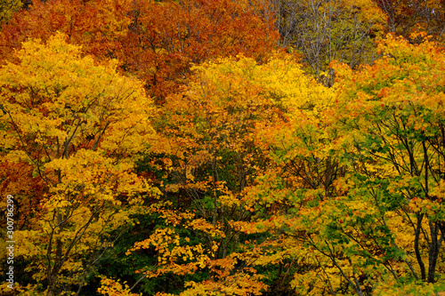 Colorful in autumn season with red, green, orange, and golden foliage, forest vivid trees hill background in Japan.