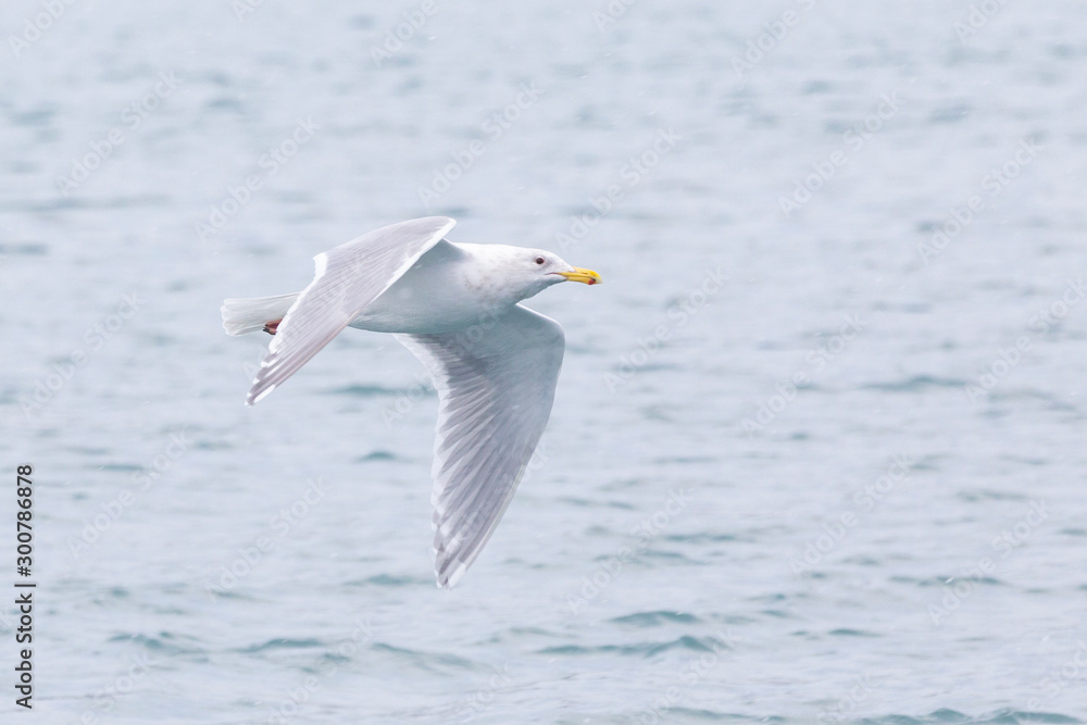 Glaucous-winged Gull near Homer, Alaska Glaucous-winged Gull near Homer, Alaska