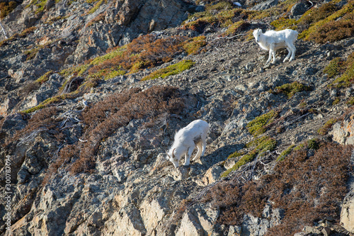 Dall Sheep near Turnagain Arm of Cook Inlet Alaska