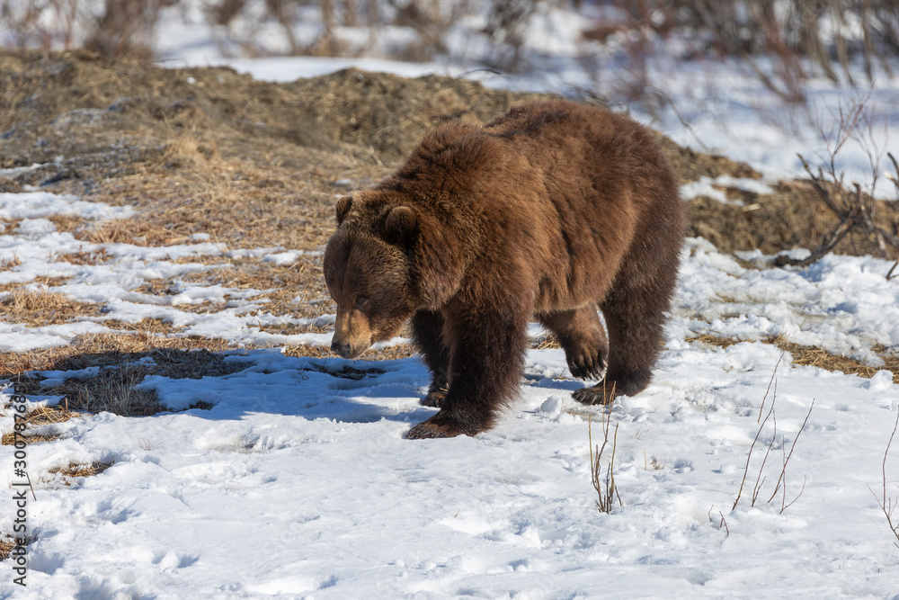 Spring Grizzly Bear in Alaska Spring Grizzly Bear in Alaska