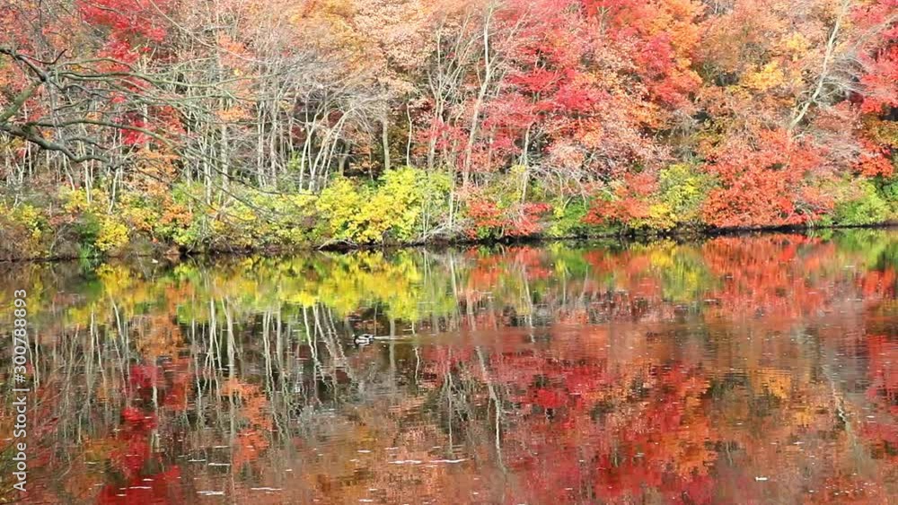 Mallard ducks floating on the reflection of colorful autumn trees in southards pond Babylon. Mallard ducks floating on the reflection of colorful autumn trees in southards pond Babylon.
