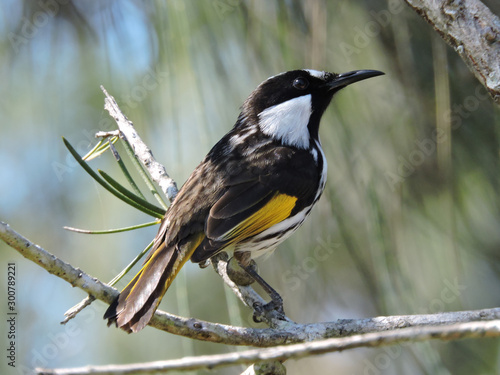 White-cheeked Honeyeater perched on branch with blurred background