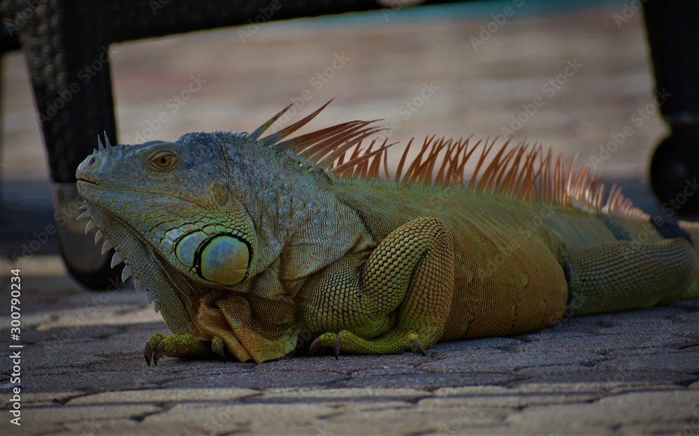 Fototapeta premium Iguanas