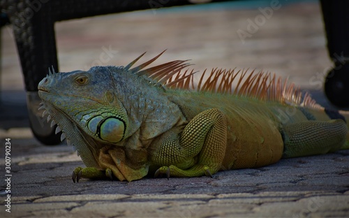 Iguanas