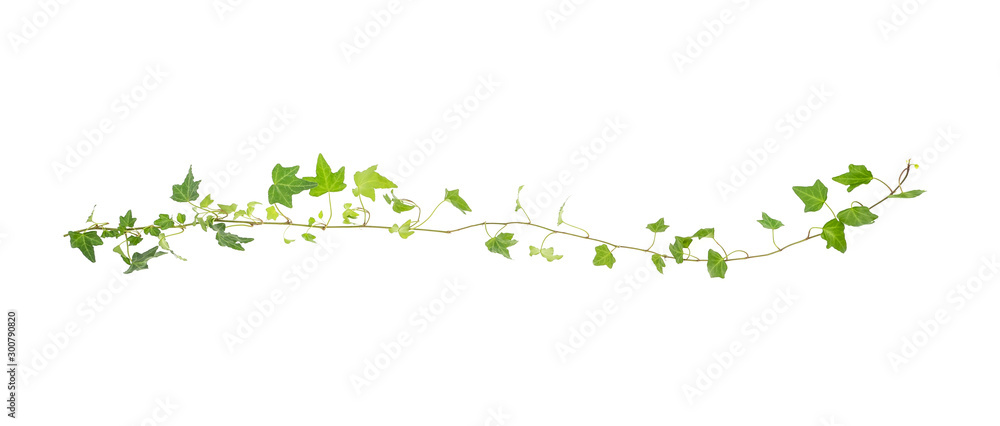 green ivy isolated on a white background. green ivy isolated on a white background.