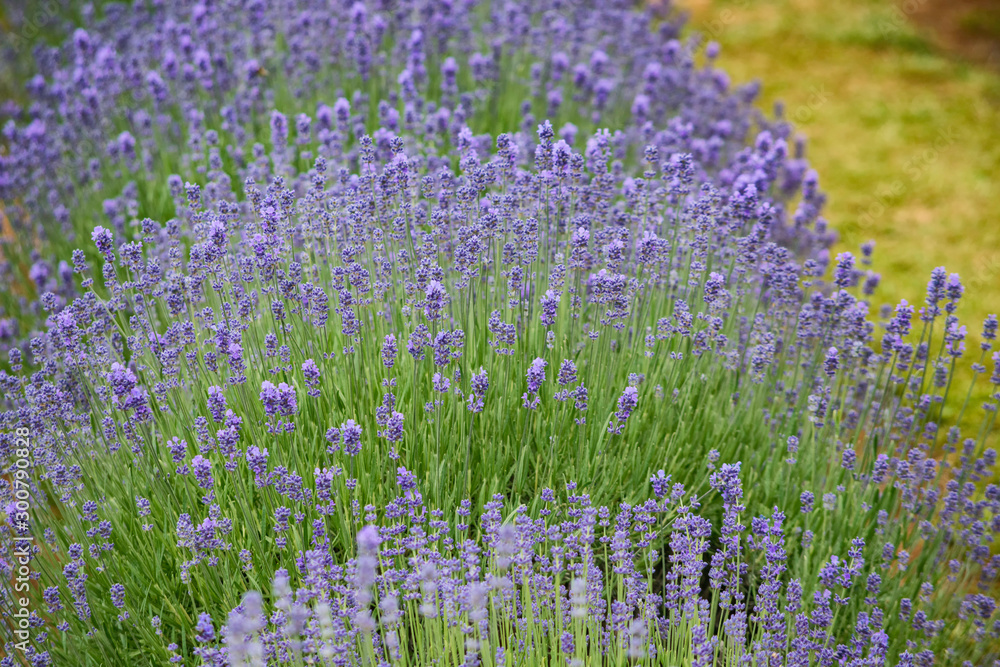 Naklejka premium Lavender field blooming in Melbourne