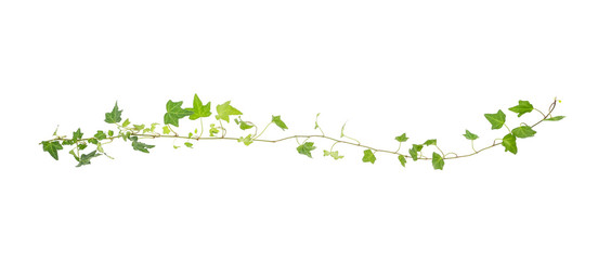 green ivy isolated on a white background.