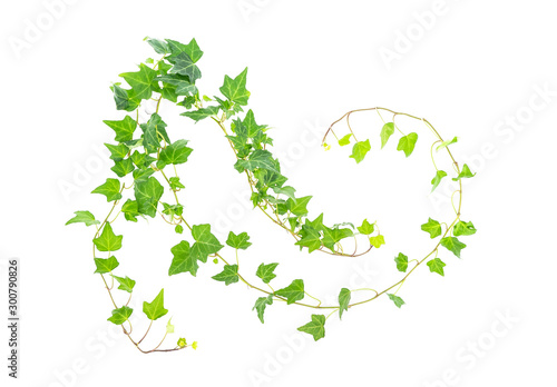 ivy isolated on white background,Natural green texture