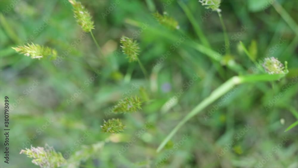 green grass, macro close up shallow blur background depth of field green grass, macro close up shallow blur background depth of field