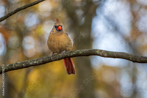 Female cardinal perched on branch