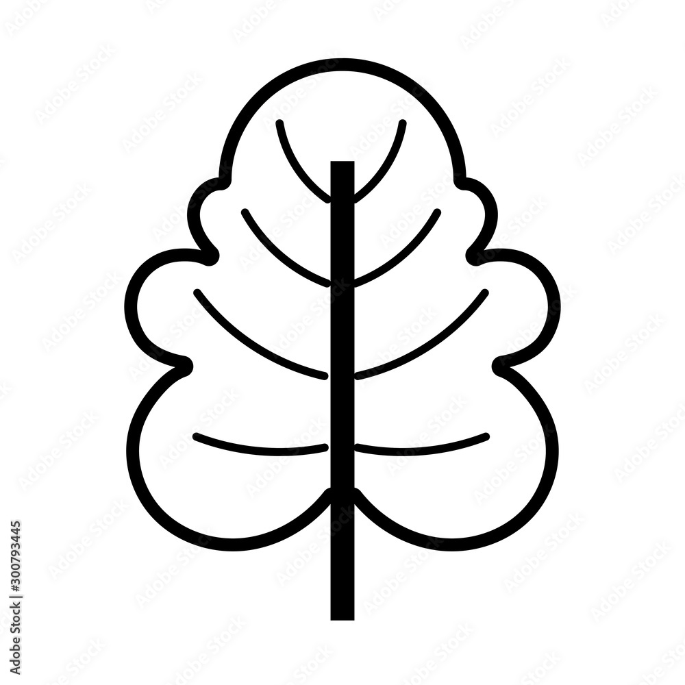 natural leaf foliage autumn on white background thick line natural leaf foliage autumn on white background thick line
