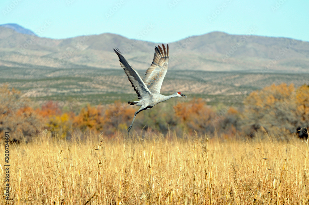 Solitary Sandhill Crane Flying Above Bosque Del Apache Solitary Sandhill Crane Flying Above Bosque Del Apache