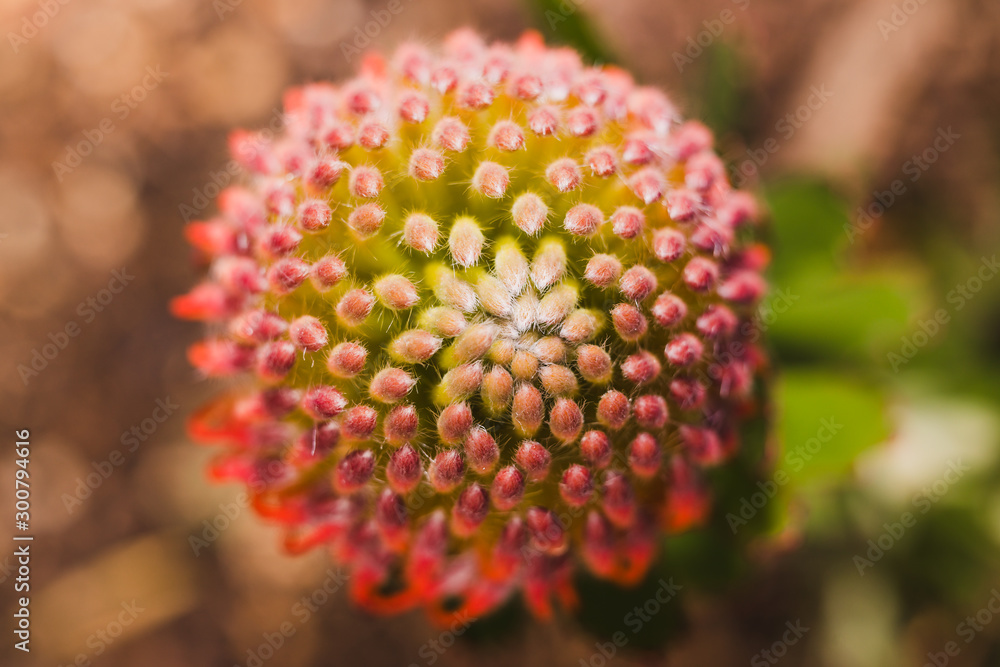 native Australian Leucospermum Protea Allegro plant outdoor in a sunny backyard native Australian Leucospermum Protea Allegro plant outdoor in a sunny backyard