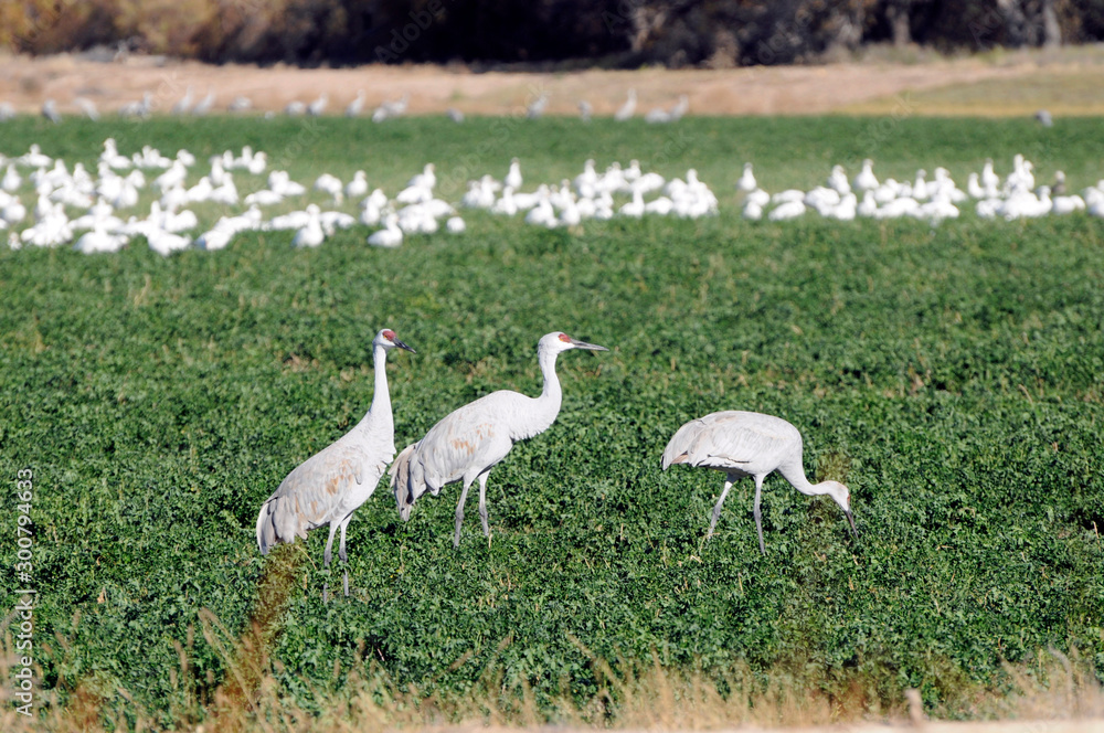 Fototapeta premium Sandhill Cranes Feeding in Field at Bosque Del Apache