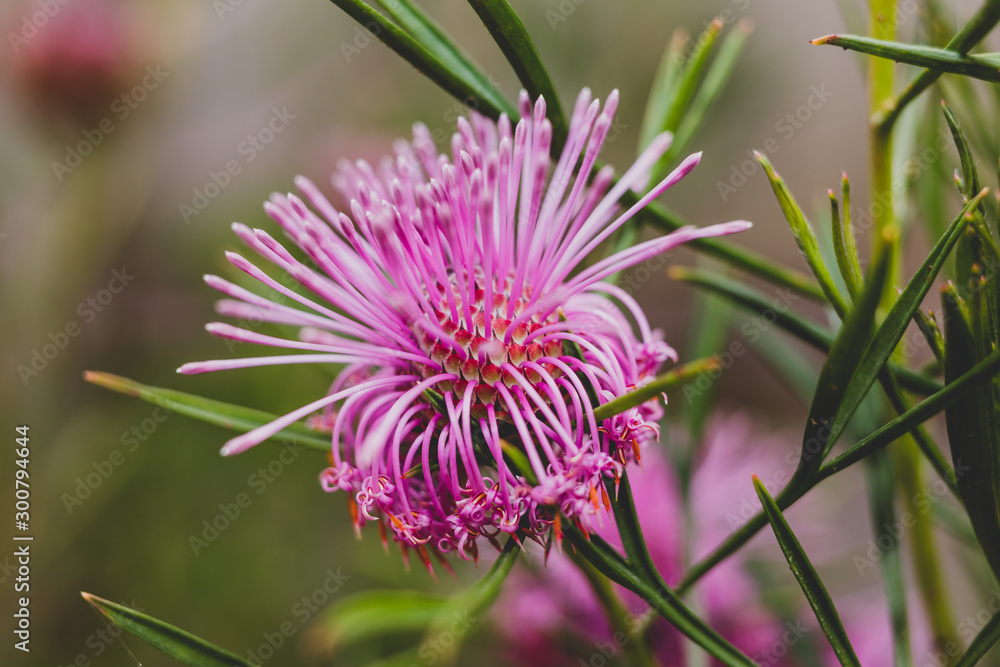 isopogon candy cone native western australian plant with bright pink flowers
