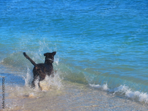 Un chien noir court dans la mer