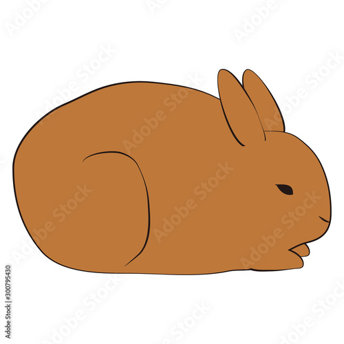 ウサギ