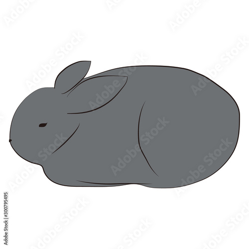 ウサギ