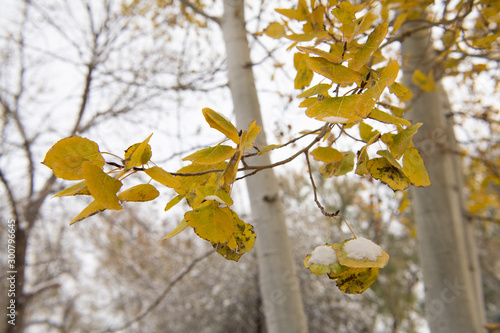 Aspen tree in autumn with yellow leaves photo