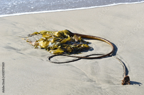 A kelp plant on the beach, with a wave on the sand nearby. 