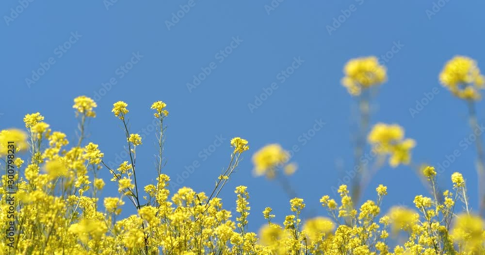 I took a video of canola field on the slope. I took a video of canola field on the slope.