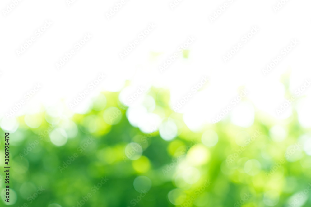 Obraz premium natural green bokeh abstract background,blurred textured
